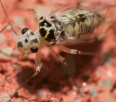 Metylophorus purus thumbnail 2
