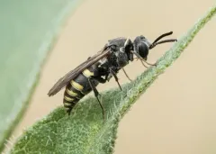 Zanysson texanus thumbnail 3