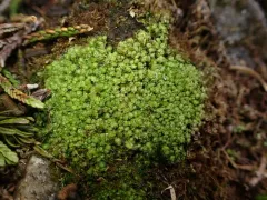 Alpine Jagged Notchwort thumbnail 1