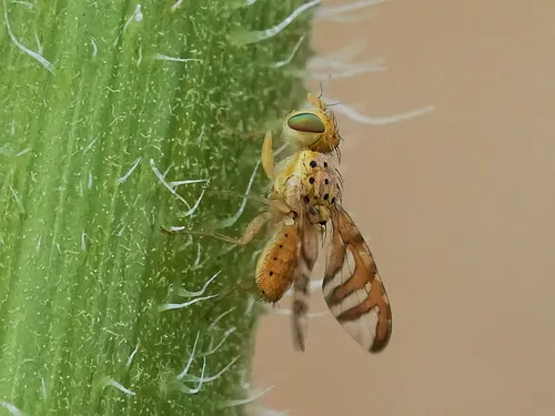 False Peacock Fly