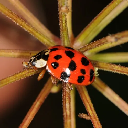 Asian Lady Beetle