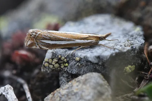 Crambus cockleellus