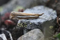 Crambus cockleellus thumbnail 1