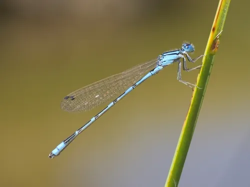 Arroyo Bluet