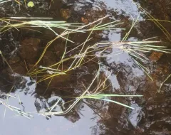 boreal manna grass thumbnail 3