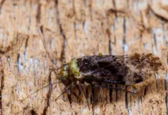 Trichadenotecnum alexanderae thumbnail 3
