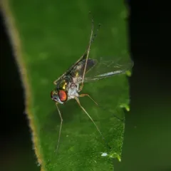 Amblypsilopus scintillans thumbnail 3
