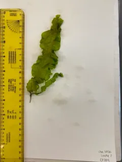 Green String Lettuce thumbnail 4