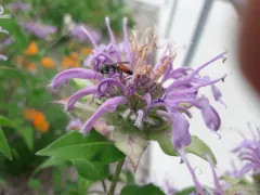Antenna-waving Wasp thumbnail 3