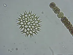 Lacunastrum gracillimum thumbnail 3