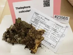 Thelephora cuticularis thumbnail 4