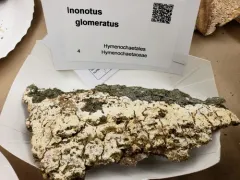 Xylodon ovisporus thumbnail 4