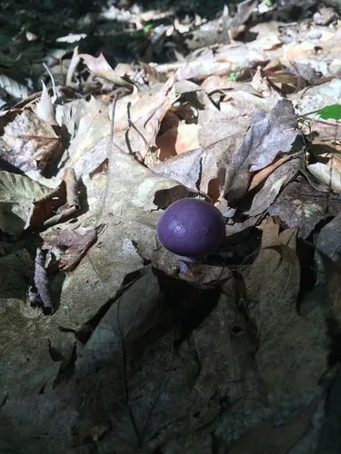 Cortinarius iodeoides