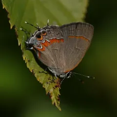 Red-banded Hairstreak thumbnail 4