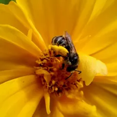 Valiant Long-horned Bee thumbnail 2