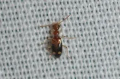 Double-dotted Anthicid thumbnail 3