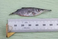 Common Bellowsfish thumbnail 4