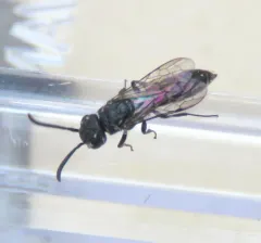 Krombeinopyga pumila thumbnail 1