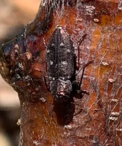 Pacific Flat-Headed Borer thumbnail 1
