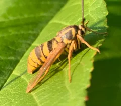 Sesia pacificum thumbnail 2
