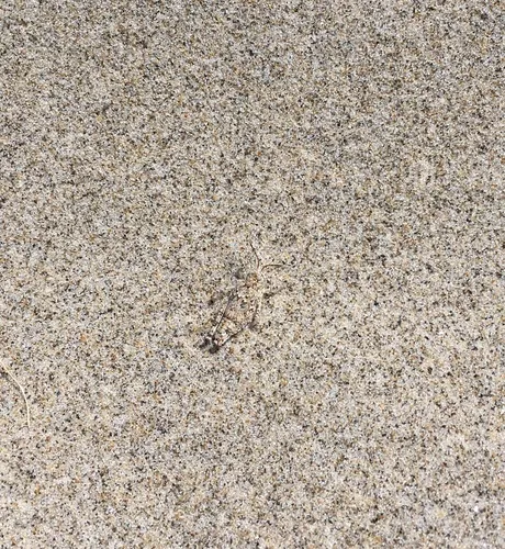 Helfer's Dune Grasshopper