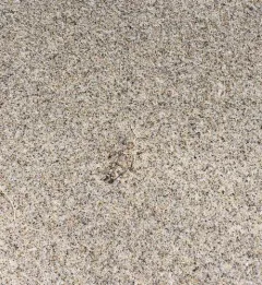 Helfer's Dune Grasshopper thumbnail 1