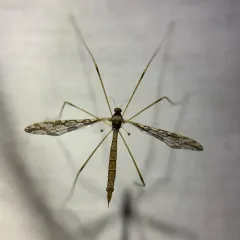 Spectacled Crane Fly thumbnail 4