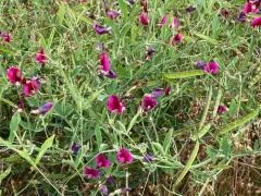 Tangier Pea thumbnail 3
