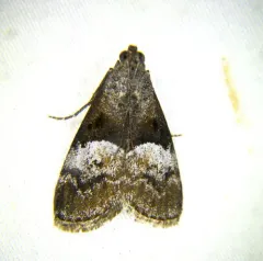 Pine Webworm Moth thumbnail 3