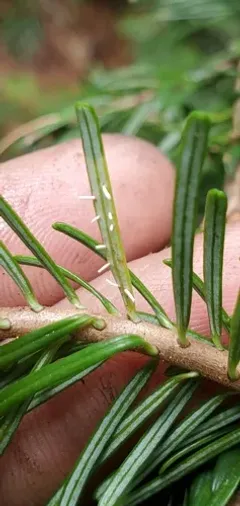 Uredinopsis pteridis thumbnail 3