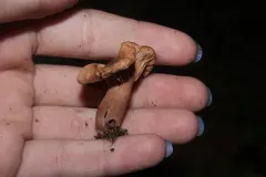 Lactarius rimosellus thumbnail 1