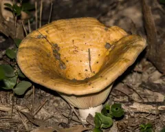 Lactarius croceus thumbnail 2