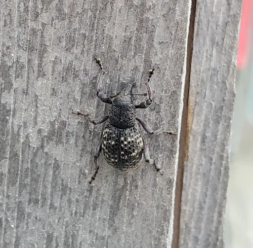 Lesser Pine Weevil