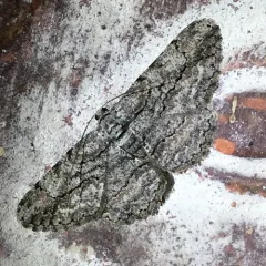 North American Common Gray thumbnail 3