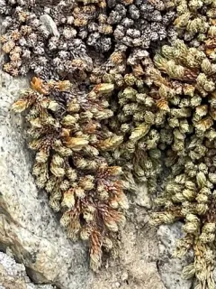 Watson's spikemoss thumbnail 2