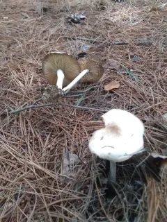 Marasmius nigrodiscus thumbnail 2