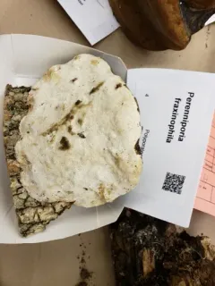 Perenniporia fraxinophila thumbnail 2