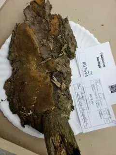 Fomitiporia tsugina thumbnail 3