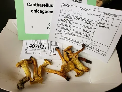 Chicago chanterelle