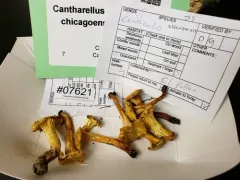 Chicago chanterelle thumbnail 1