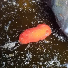 Red Sponge Dorid thumbnail 4
