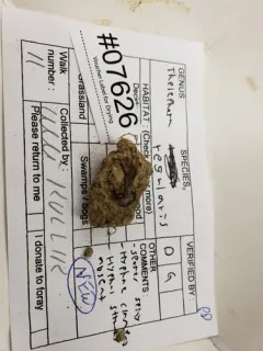 Thelephora regularis thumbnail 4