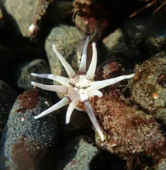 Ten-tentacled Burrowing Anemone thumbnail 3