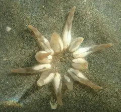 Twelve-tentacled Parasitic Anemone thumbnail 4