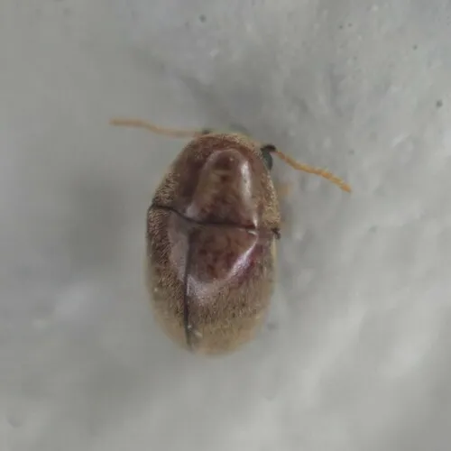 Mesocoelopus collaris