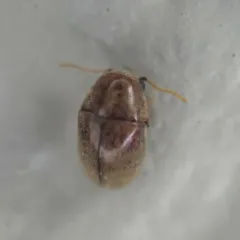 Mesocoelopus collaris thumbnail 1