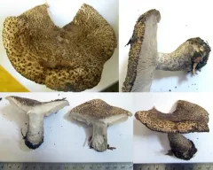 Tricholoma michiganense thumbnail 2