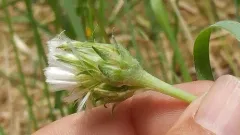 Tall Agoseris thumbnail 2
