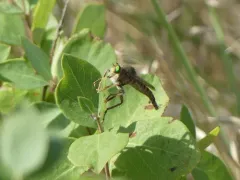 Promachus fitchii thumbnail 2