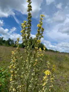 White Mullein thumbnail 3